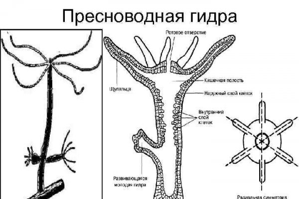 Где взять ссылку на кракен